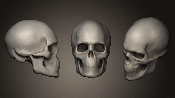 Anatomy of skeletons and skulls (Human skull 2, ANTM_0141) 3D models for cnc